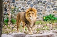 German zoo finds missing lions, tigers and jaguar hiding in their enclosures