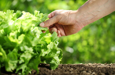 Five people in US die from contaminated lettuce