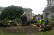 An iconic 170-year-old tree collapsed overnight in Trinity College