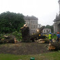 An iconic 170-year-old tree collapsed overnight in Trinity College