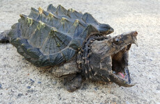 US teacher faces jail time after allegedly feeding sick puppy to snapping turtle
