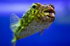 New blowfish law anger Tokyo's chefs