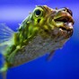 New blowfish law anger Tokyo's chefs