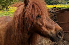 Louth SPCA left to care for over 100 animals after closure of petting farm