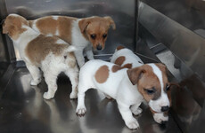 'It's illegal and they'll be seized': DSPCA condemns transport of puppies without passports to UK