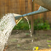 Which veg plants need a lot of watering and which ones can withstand a bit of a drought?
