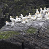 Gannets on Little Skellig are using plastic to build their nests