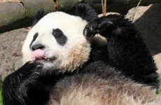 VIDEO: Giant pandas meet for the very first time