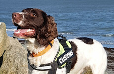 Revenue dog Flynn assists as cash, alcohol and cigarettes seized at ports