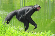 Monkey dies after being hit by car following escape from Belfast Zoo
