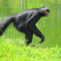Monkey dies after being hit by car following escape from Belfast Zoo