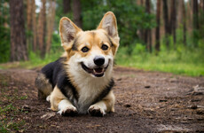 Vets say new dog breeding guidelines need to improve standards