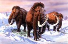 Well-preserved mammoth may hold new clues about early man’s hunting habits