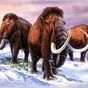 Well-preserved mammoth may hold new clues about early man’s hunting habits