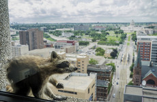 Skyscraper-scaling raccoon finally makes it to the top, but its fate remains unknown...