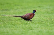All clear: tests on Cork pheasants are negative for bird flu