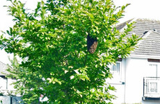 What should you do if you find a swarm of bees in your home?