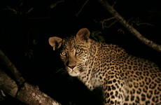 Animals are becoming more active at night to avoid humans