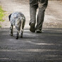 US man wrongly linked to burglary after 'walking dog while black'