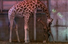 VIDEO: Dublin Zoo's newborn baby giraffe takes its first steps
