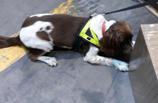 Detector dog Meg helps find €480,000 worth of cannabis