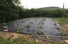 GIY: 'As we move in to summer, it’s important to keep sowing'