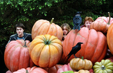 From a Harry Potter treasure hunt to a sing song in Cork: Here's what's happening this weekend