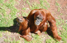 World's oldest Sumatran orangutan dies aged 62