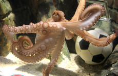 Can we just talk about the wild life of Paul the Octopus for a minute?
