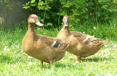 GIY: 'The Khaki Campbell is one of the most prolific backyard ducks'