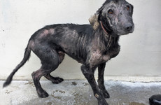 'The worst case of mange seen in years': DSPCA appeal for information about abandoned dogs