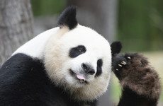 Panda conservation is worth billions of dollars a year