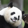 Panda conservation is worth billions of dollars a year