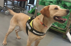 Cannabis worth €23k seized after detector dog Bailey finds it in vacuum cleaner
