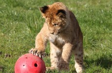 In pictures: Libby the Lion cub ventures outside for first time