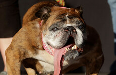 Meet the World's Ugliest Dog