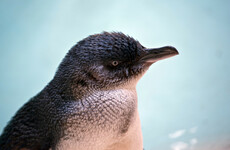 Outrage after man who beat six endangered penguins to death receives community service
