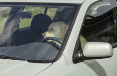 Gardaí and DSPCA warn dog owners to be careful after dog left in hot car found 'in distress'