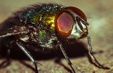 How to protect your home from becoming fly-infested in the heatwave
