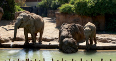 Ice pops and mud baths: Keeping Dublin Zoo's residents cool in the heatwave
