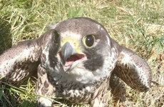 Peregrine falcon rescued by firefighters dies despite treatment