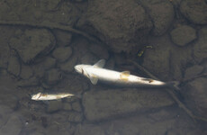 Public asked to keep an eye out for distressed fish during heatwave