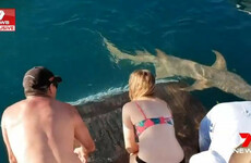 Australian woman was trying to feed sharks when one bit her finger and pulled her into water