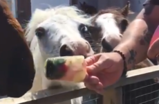 The DSPCA have been sharing videos of their staff feeding ice-pops to horses and pigs