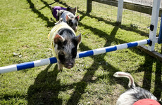 A massive row erupted over pig racing in a Santry pub on Liveline this afternoon