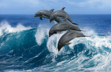 Do we want our beaches strewn with stranded dolphins?