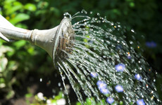In the garden: Michael Kelly's top tips for conserving water use