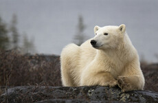 Canadian man killed in rare polar bear attack