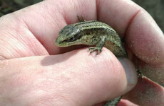 Irish lizards thriving in the heat, but fires pose a particular danger