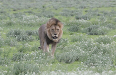 Three suspected rhino poachers eaten by lions in South Africa